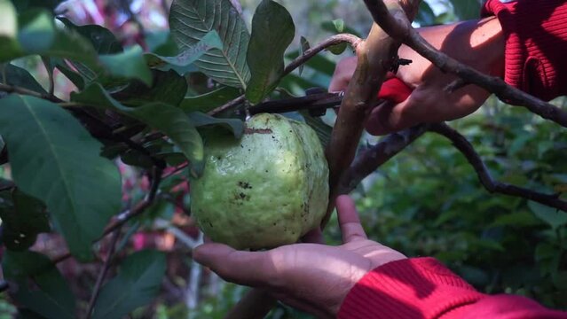 picking ripe guava