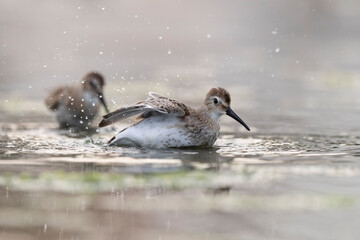 Portrait of a dunlin (Calidris alpina) in a wetland.