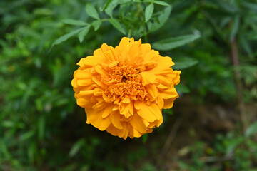 Close up of an orange color Marigold flower in the garden