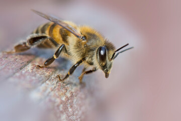 European or Western honey bee (apis mellifera) close up.  Golden bees in hive.