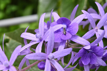 A pollinator bee insect perching on a purple Wreath flower to collect nectar