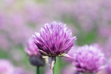 Fototapeta premium bee on thistle