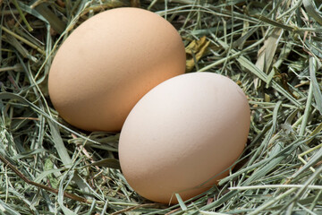 Fresh chicken eggs in a hay nest. Hen lays eggs, farm background.
