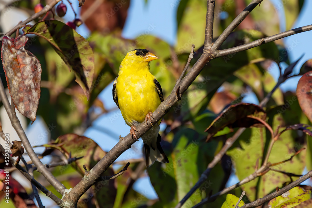 Canvas Prints The American goldfinch (Spinus tristis) is a small North American bird 
