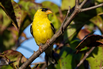 The American goldfinch (Spinus tristis) is a small North American bird 