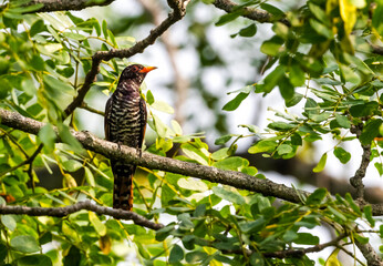 Violet Cuckoo