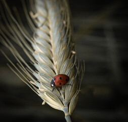 ladybug