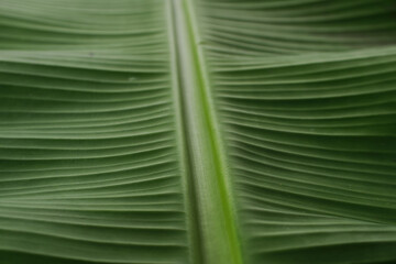 Green banana leaves line texture