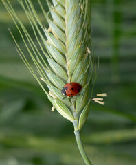 ladybird on a leaf