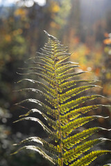 fern in autumn