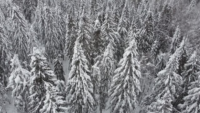 dense spruce forest covered with snow sways from the wind. Bird's-eye view. New Year's theme. Amazing nature landscape.