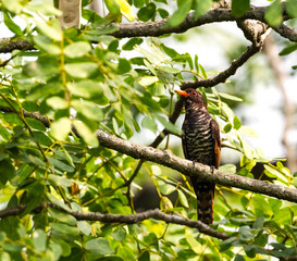 Violet Cuckoo