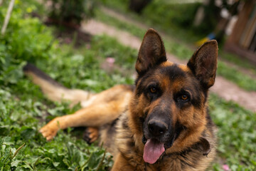 German Shepherd dog face looking nice