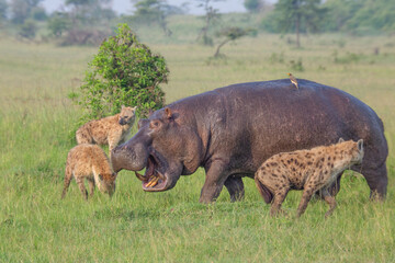 Clan of spotted hyenas surrounding hippopotamus who is walking on the grass and has mouth open. African wildlife on safari