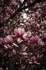 pink magnolia flowers © Kaufi
