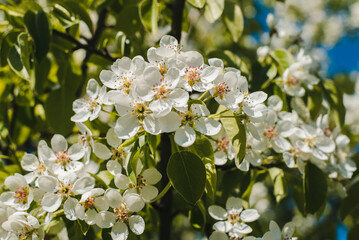 blooming tree