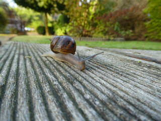 snail on the road
