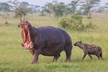 Fotobehang Hyena Hippo walking on the grass with open mouth while spotted hyena sniffing the Hippopotamus in Masai Mara game reserve in Kenya. African wildlife on safari  © Tom