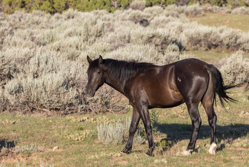 Fototapeta premium Beautiful Wild Horse in Summer in Montana