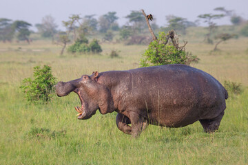 Hippopotamus running on the grass with mouth open on the plains of Masai Mara game reserve in...