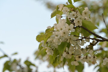 Blossom of fruity tree.