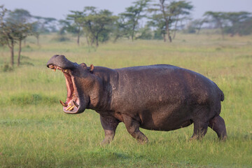 Hippopotamus walking on the grass with open mouth in Masai Mara game reserve in Kenya. African...