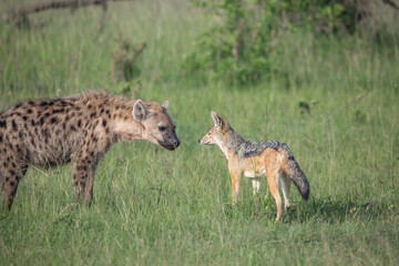 Spotted hyena and black backed jackal standing on the grass looking at each other closely. African wildlife on safari in Masai Mara, Kenya