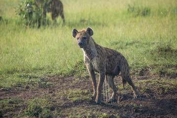 Soaking wet Spotted hyena dripping water on the African grass plains of Masai Mara game reserve, Kenya. Wildlife on safari