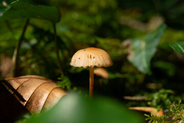 mushrooms in the forest
