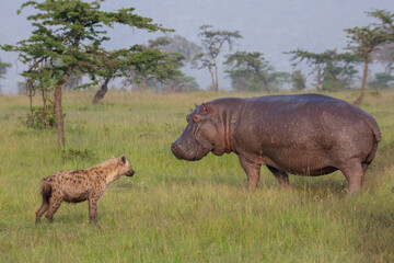 Spotted hyena and hippopotamus standing on the grass and looking at each other in Masai Mara game reserve, Kenya. Wildlife seen on safari