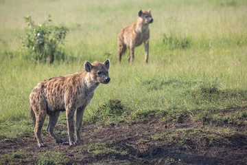 Schilderijen op glas Spotted hyenas standing on the grass plains of Africa staring in the distance. Wildlife seen on safari © Tom