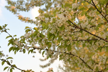 Blossom of fruity tree.