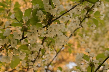 Blossom of fruity tree.