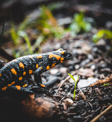 Salamander on the ground