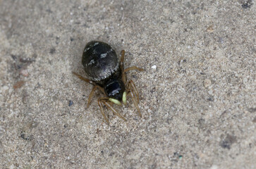 Une minuscule araignée courant sur le sol, la Saltique cuivrée (Heliophanus cupreus)