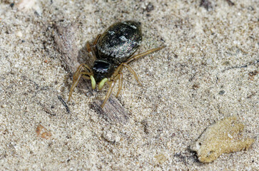 Une minuscule araignée courant sur le sol, la Saltique cuivrée (Heliophanus cupreus)