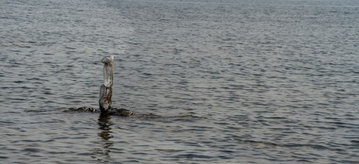 balanced stones on the rocks of the sea
