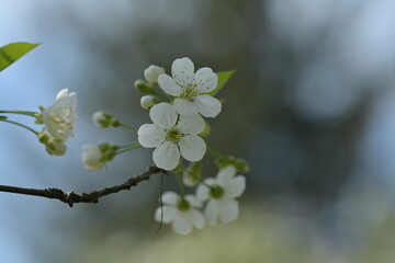 Blossom of fruity tree.