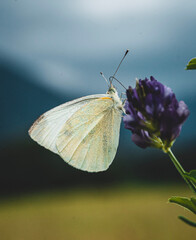 butterfly on a flower