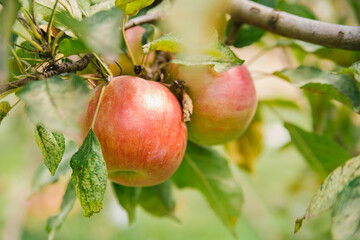 Big apples on trees in the orchard. Autumn seasonal harvest. red ripe apples on a branch in the garden. Organic farming, gardening.