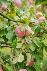 Big apples on trees in the orchard. Autumn seasonal harvest. red ripe apples on a branch in the garden. Organic farming, gardening.