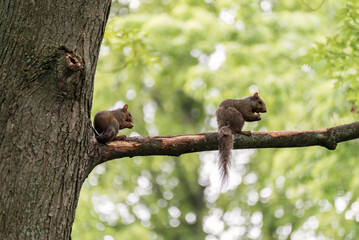 Two Young Squirrels On A Bare Tree Branch In Spring