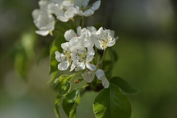 Blossom of fruity tree.