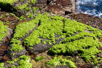 Scenic view on volcanic rocks overgrown by moss, green sea plants and algae on the coastline near tourist town Puerto de la Cruz, Tenerife, Canary Islands, Spain, Europe. Ocean bath Laja de la Sal