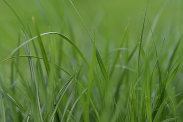 Green background with grass.