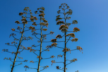 Blooming agave cactus plant with clear cloudless blue background. Vegetation along the Atlantic Ocean coastline near Puerto de la Cruz, Tenerife, Canary Islands, Spain, Europe