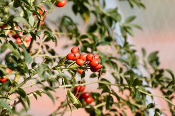 berries on a tree
