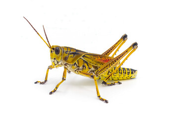 eastern or Florida Lubber grasshopper - Romalea microptera,  Yellow, black and red stripe colors. Isolated cutout on white background - Powered by Adobe