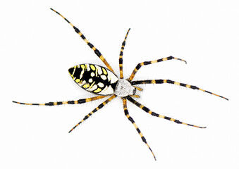 Female Florida argiope or garden orb weaver spider - Argiope aurantia - found only in the south eastern United States of America