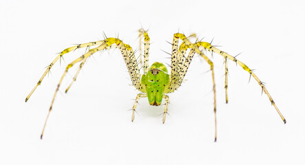 Green lynx spider - Peucetia viridans - facing camera, jaws present, spiny yellow legs visible.  Isolated on white background